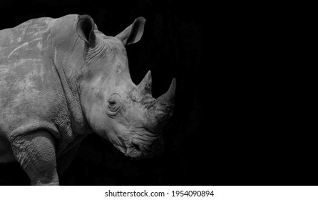 African Rhino Closeup Face In The Black Background