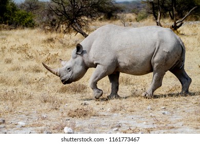 African Rhino Walking and Eating - Shutterstock ID 1161773467