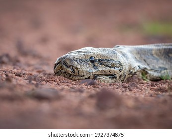 African Rock Python Up Close