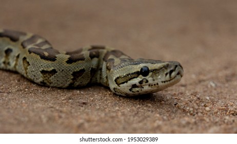 African Rock Python Close Up