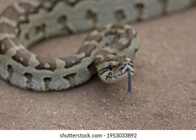 African Rock Python With Forked Tongue Out