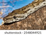 African Rock Python, Python natalensis, Chobe National Park, Botswana, Africa