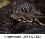 The African rock python, Python sebae, is the largest African snake-portrait