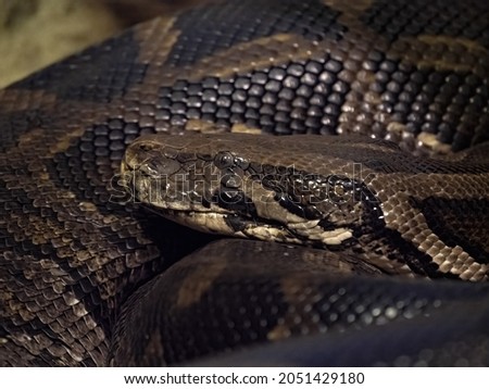 The African rock python, Python sebae, is the largest African snake-portrait