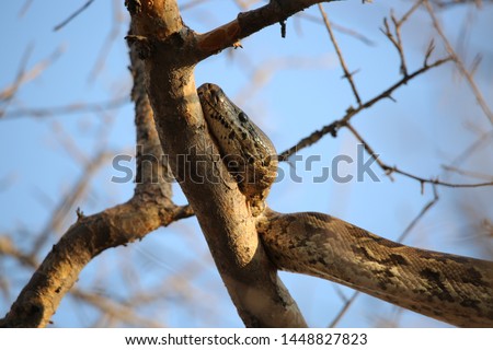 African Rock Python (Python sebae) snake climbing a tree. 