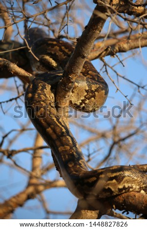 African Rock Python (Python sebae) snake climbing a tree. 