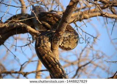 African Rock Python (Python sebae) snake climbing a tree. 