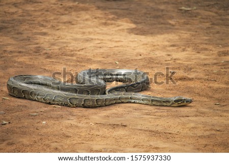 African rock python (Python sebae) in Tanzania