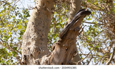African Rock Python In A Tree