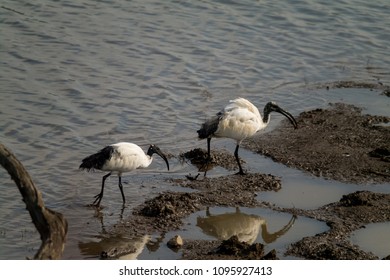 African Sacred Ibis Bird Threskiornis Aethiopicus Stock Photo ...