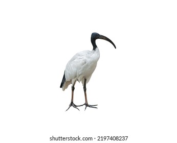 african sacred ibis isolated on white background - Shutterstock ID 2197408237