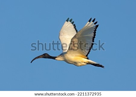 An African sacred Ibis (Threskiornis aethiopicus) in flight with open wings, South Africa