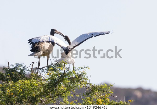 African\
Sacred Ibis, Threskiornis aethiopicus, feeding a juvenile on top of\
an Acacia thorn tree, Western Cape, South\
Africa