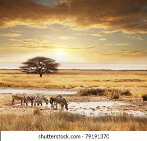 African Safari