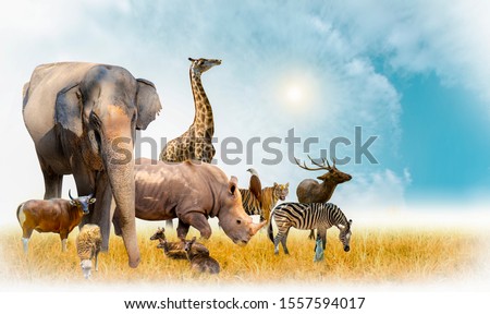 African safari and Asian animals in the theme illustration, filled with many animals, a white border image