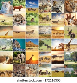 51,545 Animal Collage Images, Stock Photos & Vectors | Shutterstock