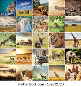 44,316 African safari sunset Images, Stock Photos & Vectors | Shutterstock