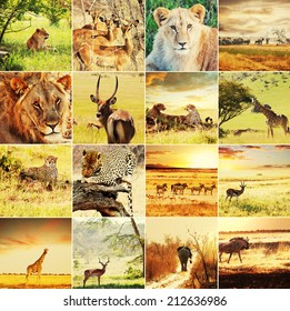 Mammals Collage Images, Stock Photos & Vectors | Shutterstock