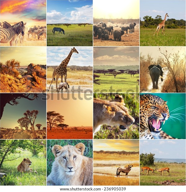 African Safari Collages Stock Photo 236905039 | Shutterstock