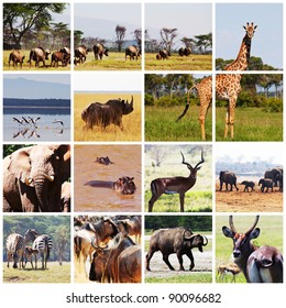 7,935 Safari animal collage Images, Stock Photos & Vectors | Shutterstock