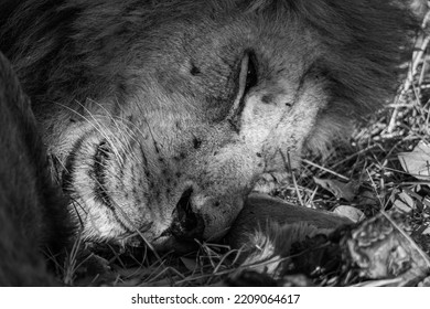 African Safari Lion Laying Resting