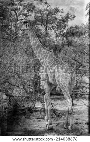 Similar – Image, Stock Photo Giraffe Grace