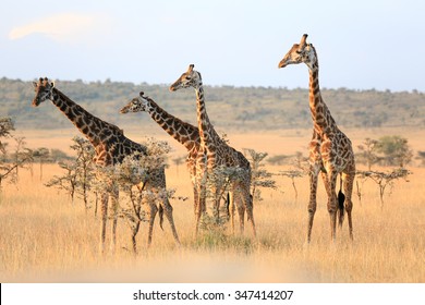 African Savanna 