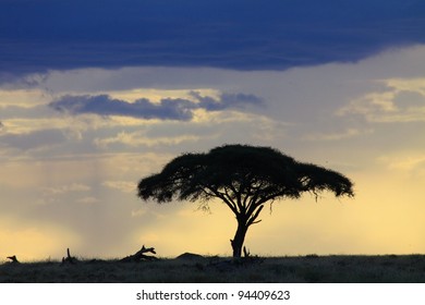 African Savanna After Rain Stock Photo 94409623 | Shutterstock