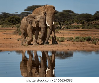 African savanna bull elephant with baby elephant reflecting in a pool of water - Powered by Shutterstock