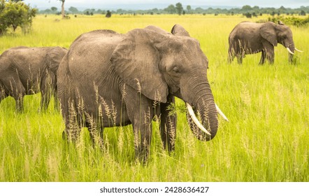 African Savanna Elephants (Loxodonta africana) in Mikumi National Park in Tanzania. This elephant as listed as endangered - Powered by Shutterstock