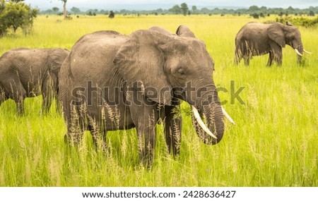 African Savanna Elephants (Loxodonta africana) in Mikumi National Park in Tanzania. This elephant as listed as endangered