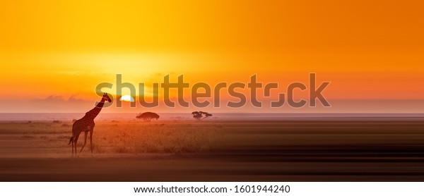 African Savanna Giraffe Sunset Stock Photo (Edit Now) 1601944240