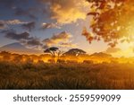 African savanna. Herd of elephants walking against backdrop of sunset. Flora and fauna of Africa. Journey through Savannah. Elephants walk through nature reserve in Africa. African Savannah landscape