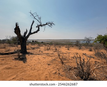 African savannah arid landscape, Bare tree on the reddish dirt road side, grass and river at the background, clear blue sky. - Powered by Shutterstock