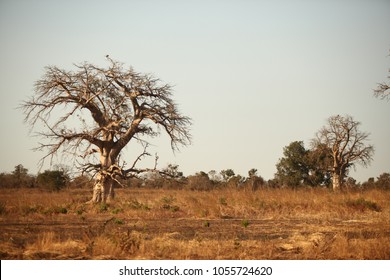 Dry Season Africa Stock Photos & Vectors |