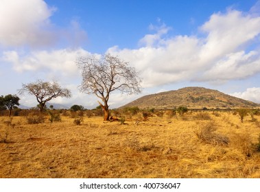 African savannah. Kenya. Eastern Africa