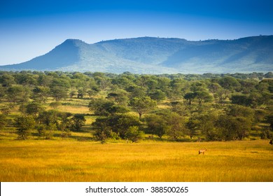 African Savannah Landscape