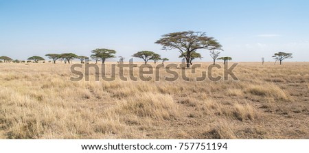 African Savannah Landscape