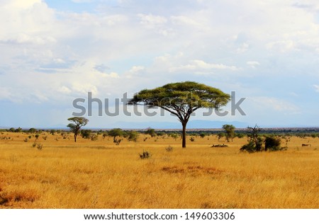 African savannah landscape in Tsavo East National Park, Kenya