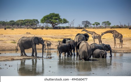 African Scene From Camp With Zebra, Giraffe And Elephant