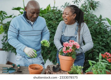 African senior couple having fun gardening together at house patio - Harvest concept - Powered by Shutterstock