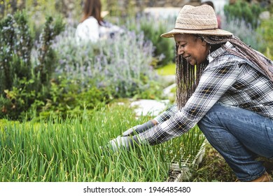 African senior woman preparing seedlings in a box with soil inside vegetables farm - Healthy food concept - Main focus on face - Powered by Shutterstock