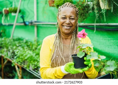 African senior woman working inside greenhouse garden - Nursery and spring concept - Focus on face - Powered by Shutterstock