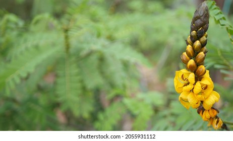 African senna flowers blossom, gardening in California, USA. Natural botanical close up background. Yellow bloom in spring morning garden, fresh springtime flora in soft focus. Candlestick juicy plant
