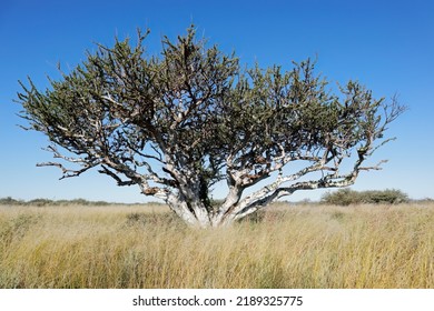 African Shepherds Tree (Boscia Albitrunca) In Grassland Against A Blue Sky, South Africa