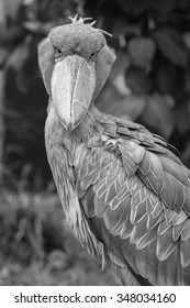 African Shoebill Bird