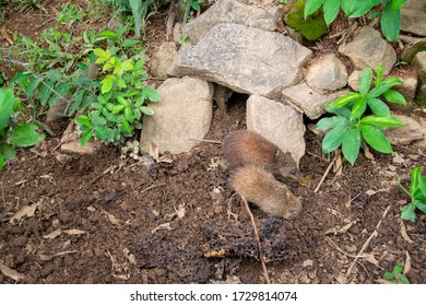 African Shrew(Sorex Minutissimus) In Madagascar