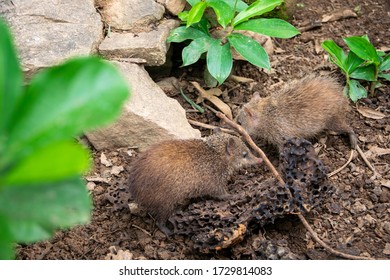 African Shrew(Sorex Minutissimus) In Madagascar