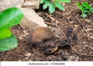 African Shrew(Sorex Minutissimus) In Madagascar