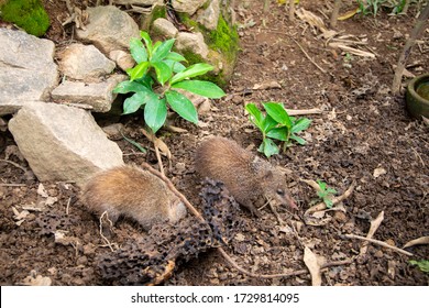 African Shrew(Sorex Minutissimus) In Madagascar